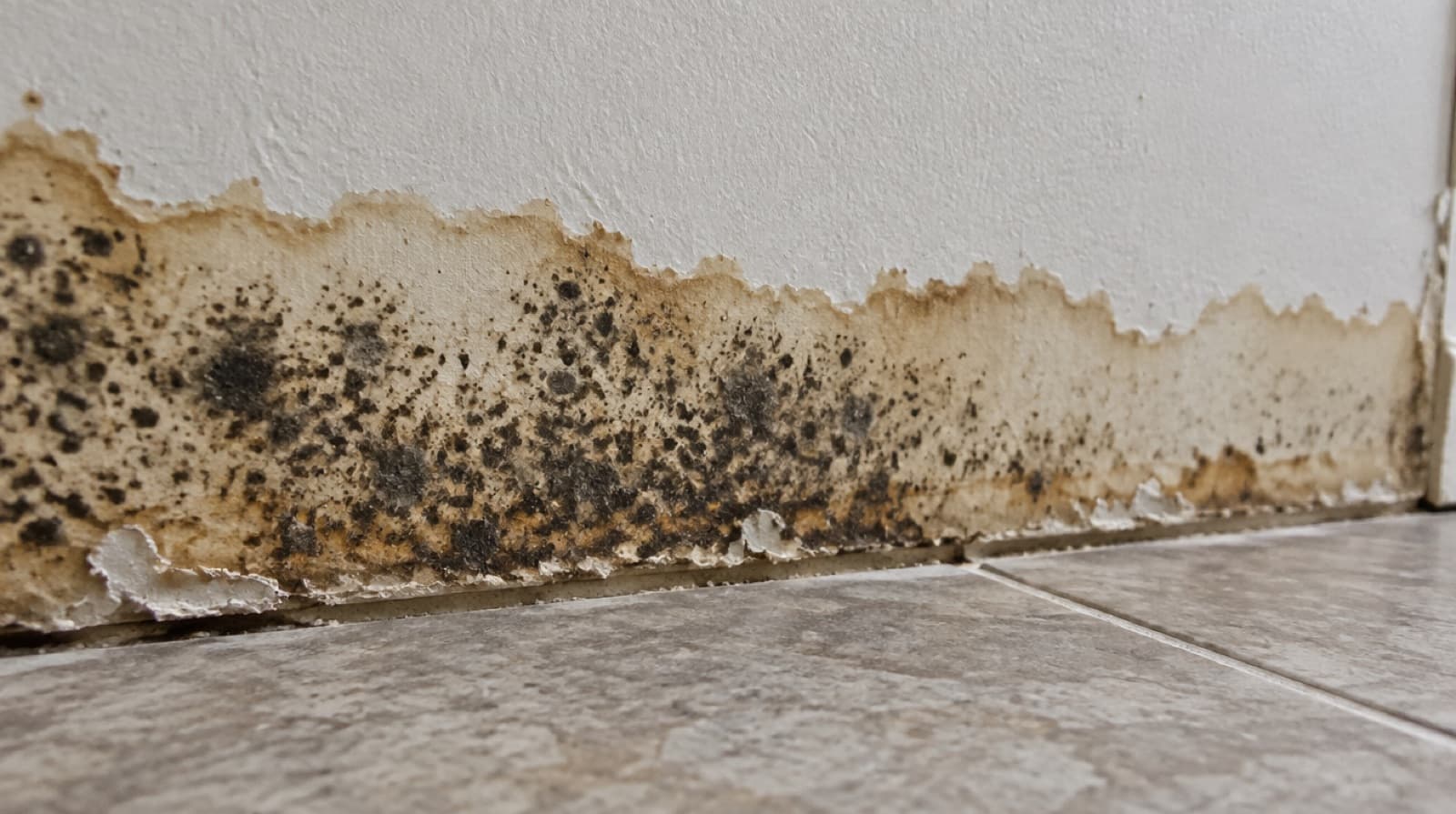 Ilustración de moho en la parte baja del drywall detrás de un zócalo retirado después de una inundación en una casa de Florida